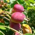 Beskrivning av sorter och sorter av kinesiska äppelträd, planterings- och vårdregler, odlingsregioner