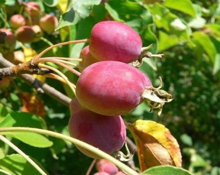 Beskrivning av sorter och sorter av kinesiska äppelträd, planterings- och vårdregler, odlingsregioner