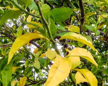 Waarom appelbladeren geel en droog kunnen worden, wat te doen en hoe te behandelen