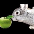 Да ли се зечевима могу дати јабуке и како је то исправно