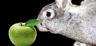 Kan kaniner få äpplen och hur är det rätt