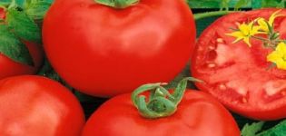 Beschrijving van de tomatenvariëteit Altai rood en zijn kenmerken