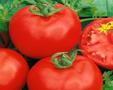 Pomidorų veislės „Altai red“ aprašymas ir jos savybės
