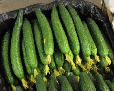 Odling och beskrivning av variationen i kinesisk orm för gurka