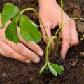 A legjobb eperfajták és ültetési időpontok őszi közepén, a betegségek és a kezelés