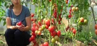 Tatjanos patarimai, kaip nuimti pomidorus, kada ir kaip pasėti pomidorus