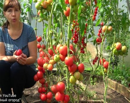 Tipy Tatiany na zber paradajok, kedy a ako zasiať paradajky