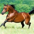 คำอธิบายของม้าอาหรับพันธุ์แท้และกฎสำหรับการดูแลพวกมัน