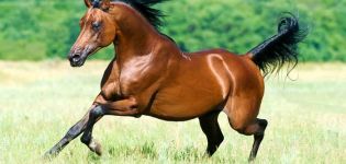 Grynaveislių arabų žirgų aprašymas ir jų priežiūros taisyklės