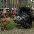 ¿Es posible mantener juntos pollos y pavos domésticos?
