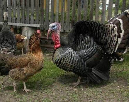 Je li moguće držati domaće kokoši i purane zajedno