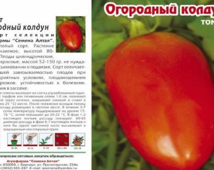 Descrizione della varietà di pomodoro Stregone del giardino, le sue caratteristiche e produttività