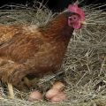 Keď kurčatá začnú ležať doma a trvajú produkciu vajec