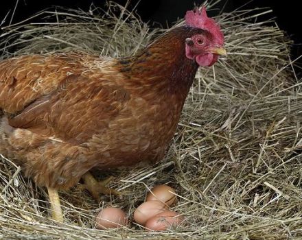 Quando i polli iniziano a deporre a casa e la durata della produzione di uova