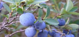 Egenskaper och beskrivning av Erliblu blåbär, plantering och vård