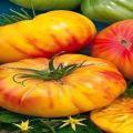 Pomidorų veislės „Medaus salutas“ aprašymas ir savybės