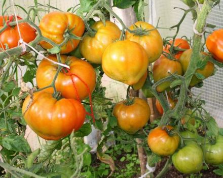 Pomidorų veislės Zhenechka charakteristikos ir aprašymas, derlius