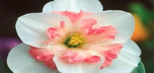 Popis a jemnosti pěstování narcisové odrůdy Pink Wonder