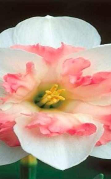 Descrizione e sottigliezze della coltivazione di una varietà di narcisi Pink Wonder