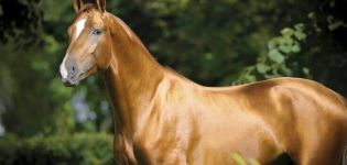 Opis a charakteristika plemena koní, vlastnosti obsahu