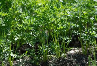 Is it possible to plant carrots in July and how to take care of the garden in such conditions