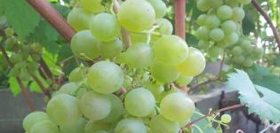 Tukay vynuogių veislės ir auginimo aprašymas ir savybės, pranašumai ir trūkumai