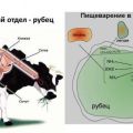 Kodėl karvė prie burnos turi putų ar daug krenta ir ką daryti