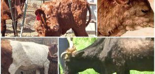 Simptomele și diagnosticul bolii cutanate, tratamentul și prevenirea bovinelor