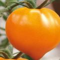 Egenskaper av tomatsorten Honunghjärta, dess utbyte
