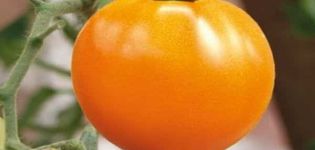 Karakteristika for tomatsorten Honninghjerte, dets udbytte