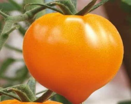 Egenskaper av tomatsorten Honunghjärta, dess utbyte