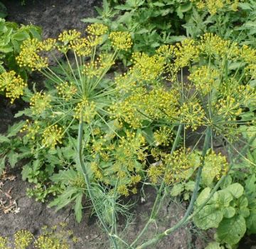 What can be planted after dill next year, and what not