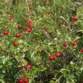 Krūmų vyšnių veislių aprašymas, sodinimas ir priežiūra, auginimo taisyklės
