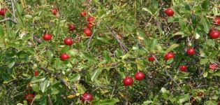 Description of shrub cherry varieties, planting and care, growing rules