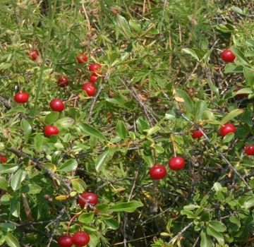Description of shrub cherry varieties, planting and care, growing rules