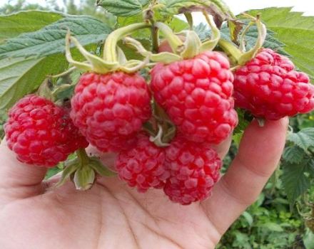 Description and characteristics of the Maroseyka raspberry variety, cultivation and care