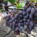 Descrizione e caratteristiche dell'uva Krasotka, maturazione e cura