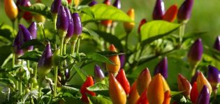 Dekoratyvinių paprikų auginimas ir priežiūra namuose