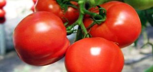 Χαρακτηριστικά της ποικιλίας ντομάτας Σημαντικά και χαρακτηριστικά της γεωργικής τεχνολογίας