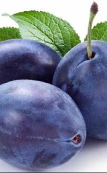When and how best to transplant plums to a new place - in autumn or spring