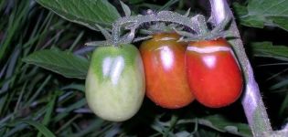 Beschrijving van de Siberische variëteit van tomaten in blik Barnaul en zijn kenmerken