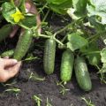 Le migliori varietà, regole per piantare e coltivare cetrioli in campo aperto in Siberia