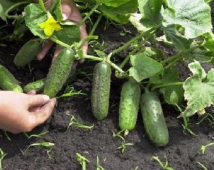 Geriausios veislės, agurkų sodinimo ir auginimo taisyklės atvirame lauke Sibire