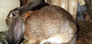 Ako sa králik správa pred hniezdom a koľko dní trvá príprava hniezda