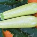 Beskrivning av zucchini-sorten Iskander f1, funktioner för odling och avkastning