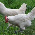 Beskrivning och regler för att hålla kycklingar av rasen Bress Galskaya