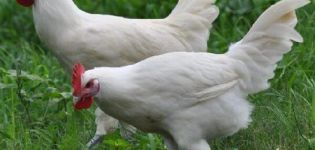 Descripció i normes de conservació de gallines de la raça Bress Galskaya
