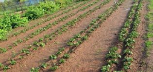 Bulvių auginimo pagal Mittlider metodą privalumai ir trūkumai, kaip teisingai sodinti