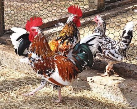 Beschrijving en regels voor het houden van het dwergras van kippen Bentamki