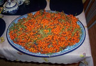 How and when to collect sea buckthorn, industrial and homemade devices